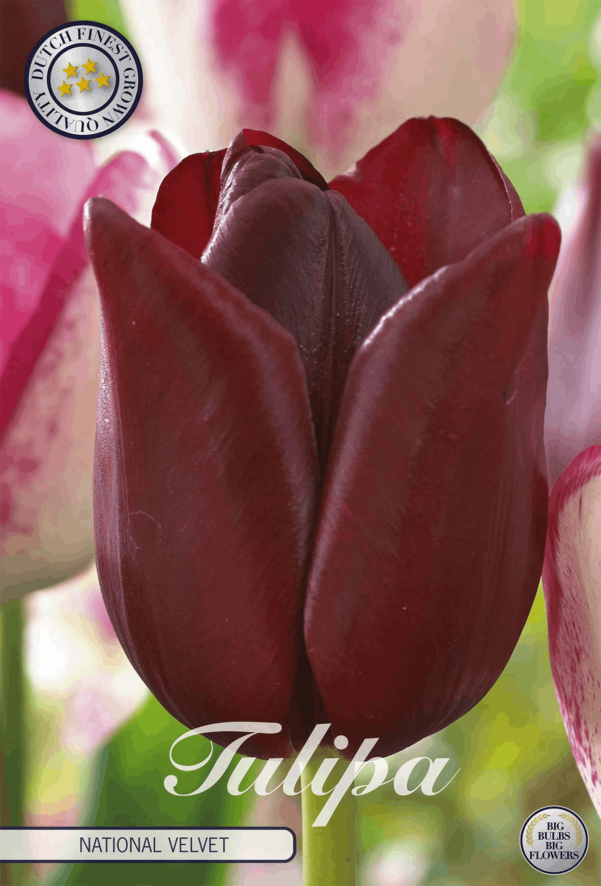 Tulipa National Velvet