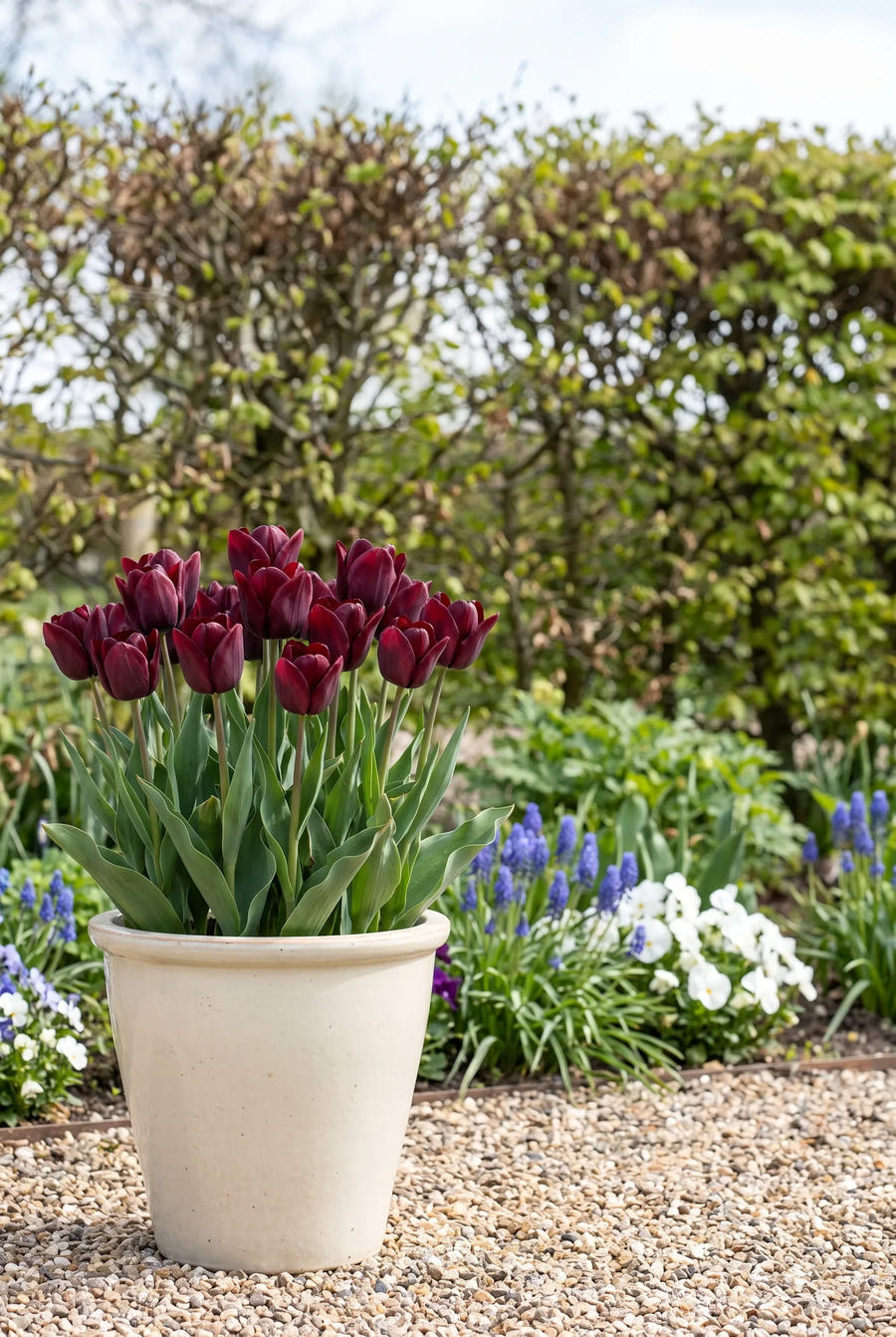 Tulipa National Velvet — in pot op terras
