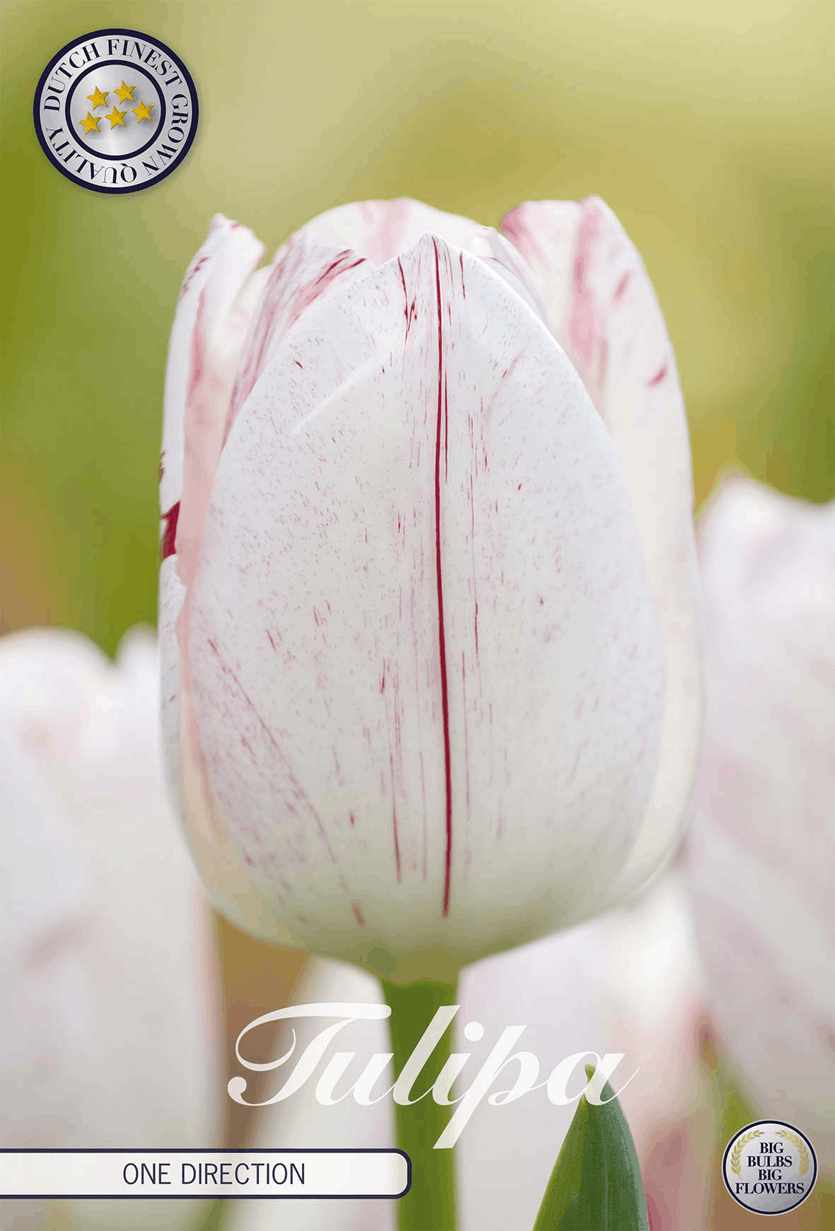 Tulipa One Direction - BLOM Garden capper image