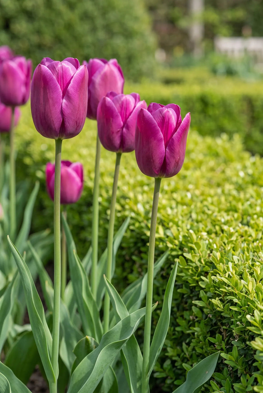 Tulipa Passio Glossy — in de border