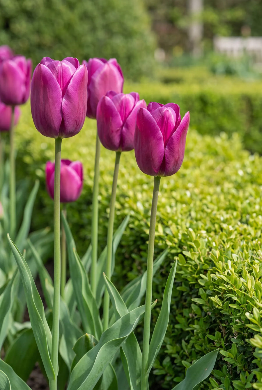 Tulipa Passio Glossy — in de border