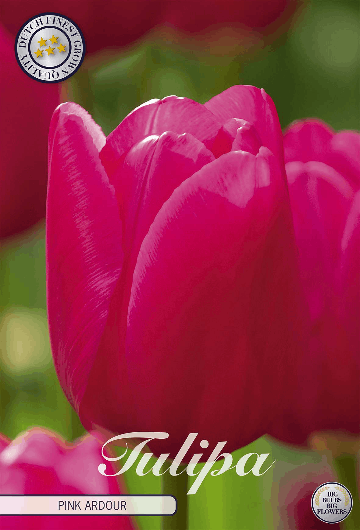 Tulipa Pink Ardour