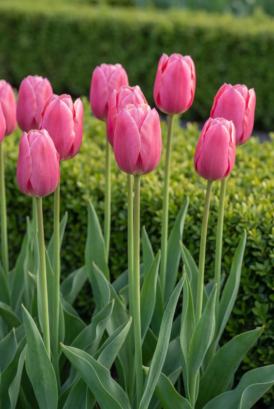 Tulipa Pink Ardour — in de border