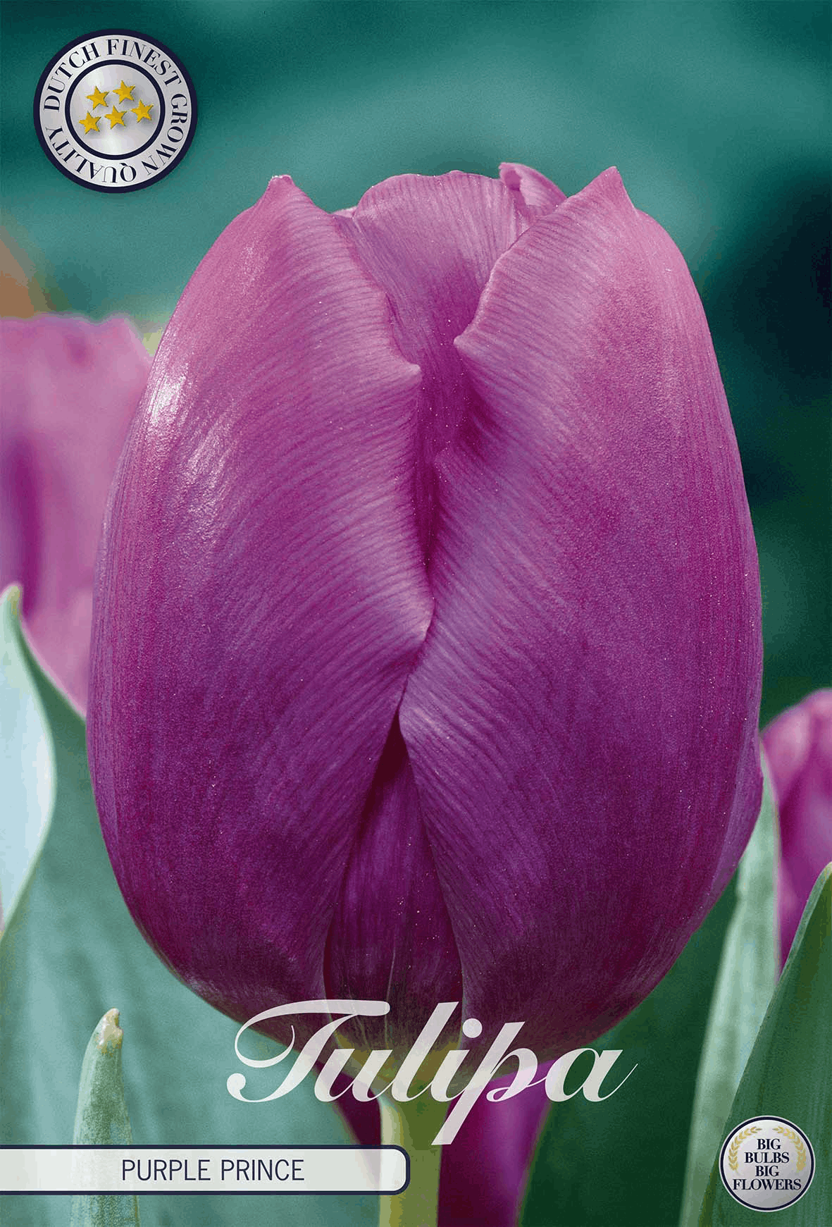 Tulpe Purple Prince