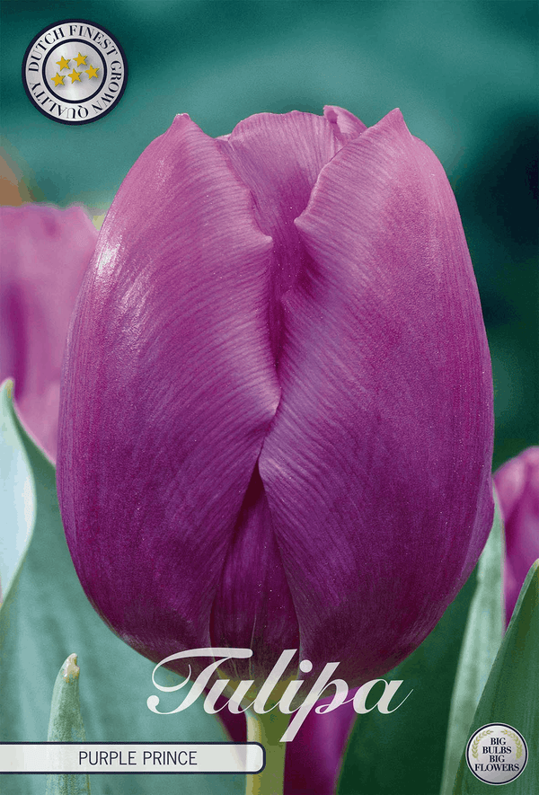 Tulpe Purple Prince