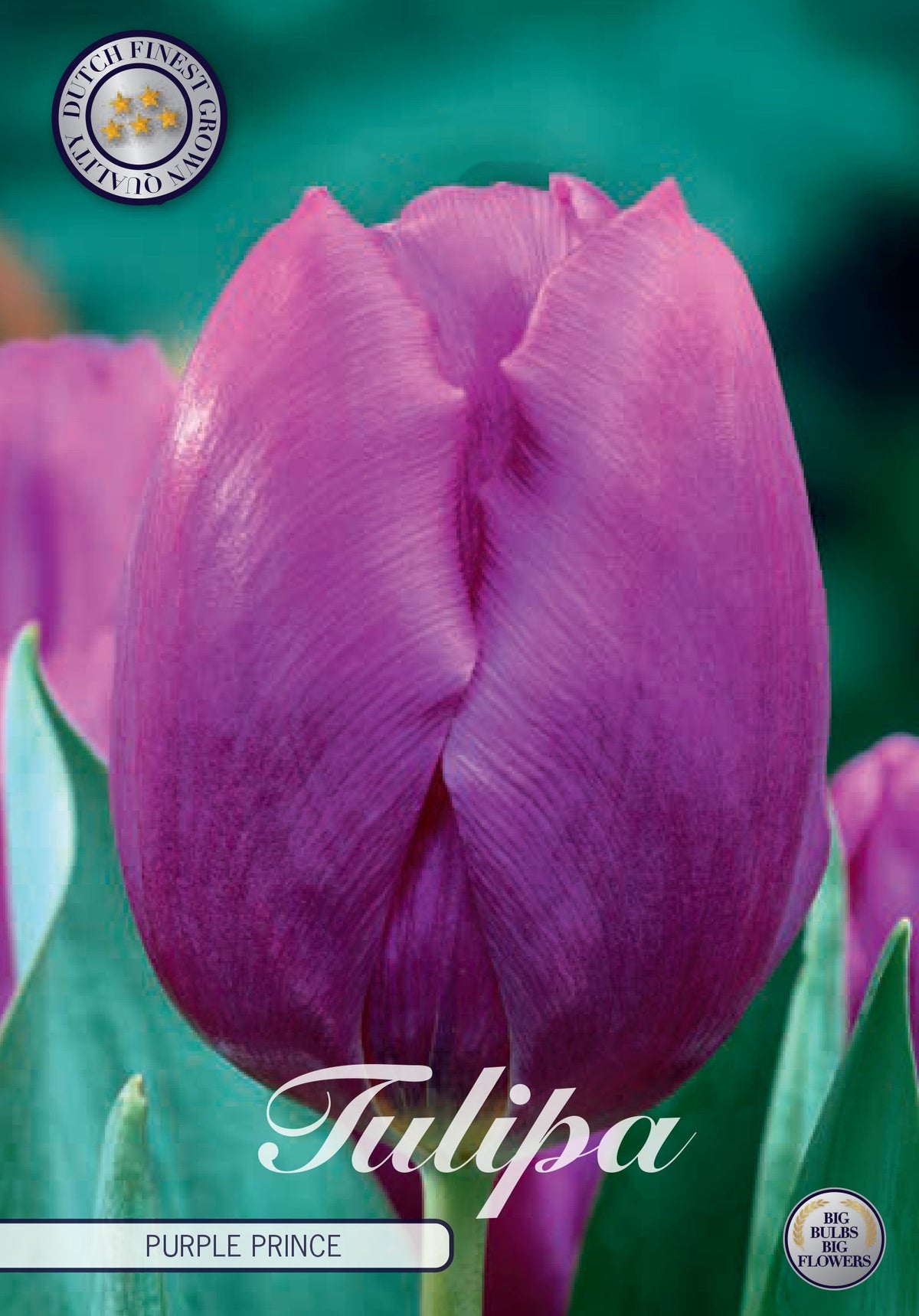 Tulpe Purple Prince