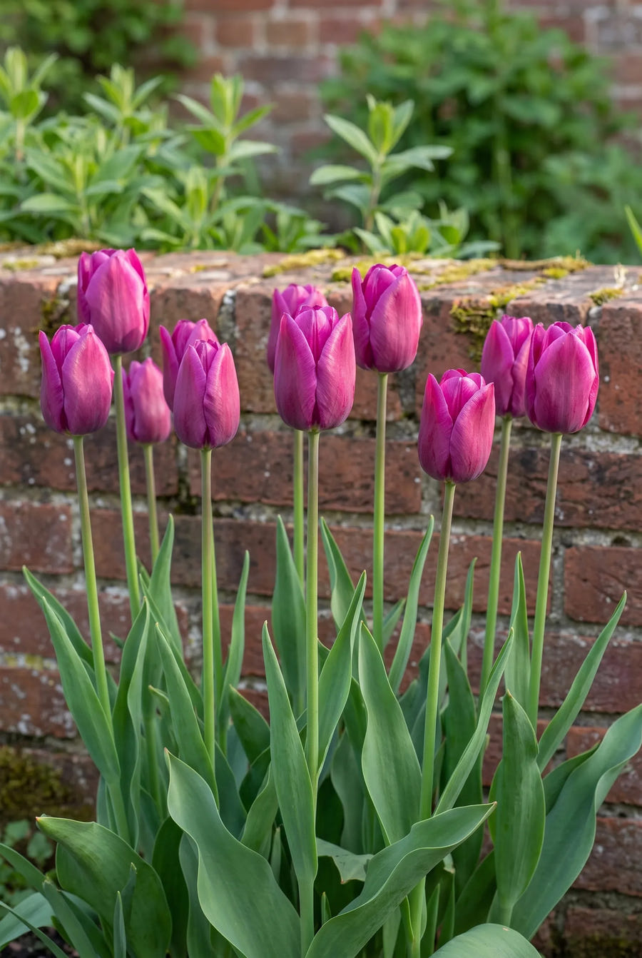 Tulipa Purple Prince — groep in de tuinborder
