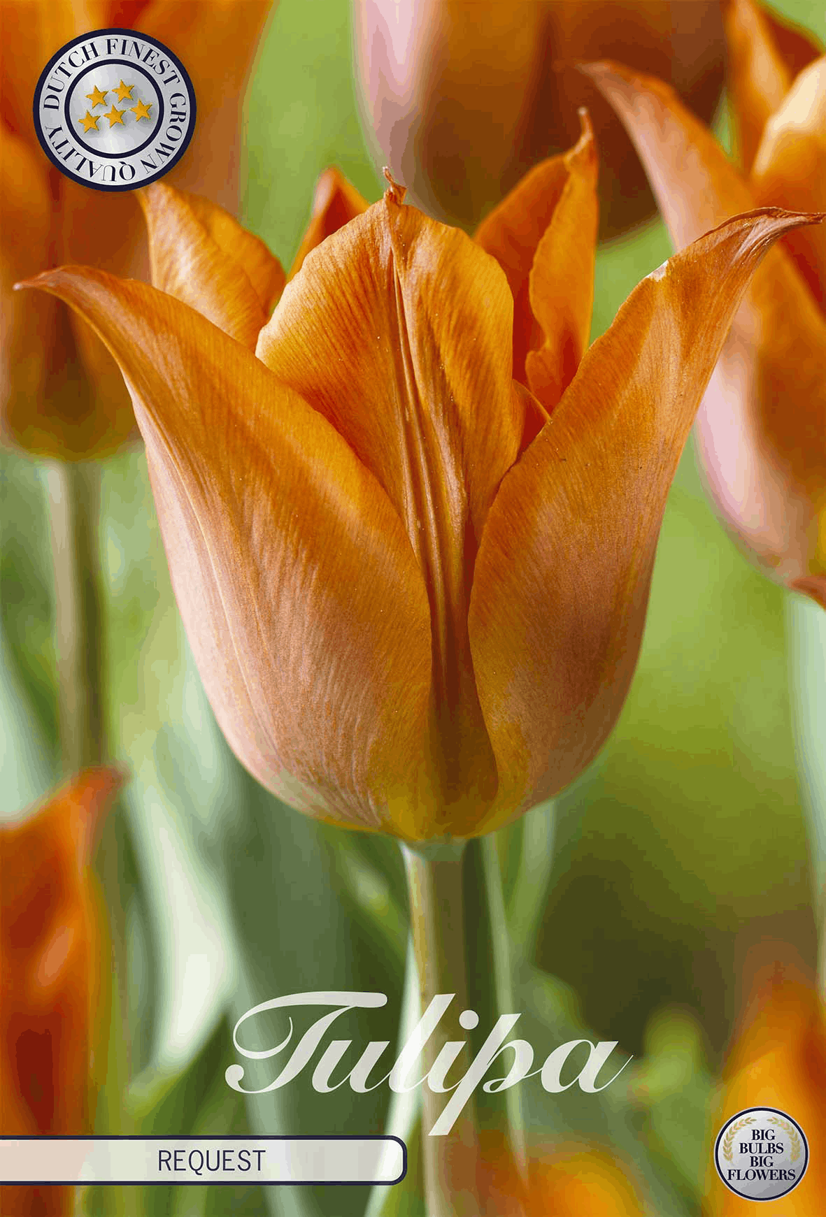 Tulpenanfrage