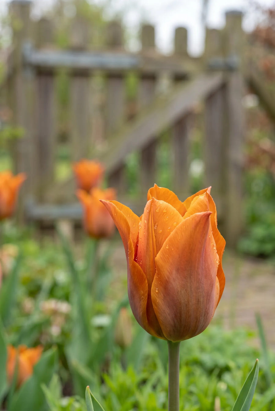 Tulipa Request — close-up van de bloem