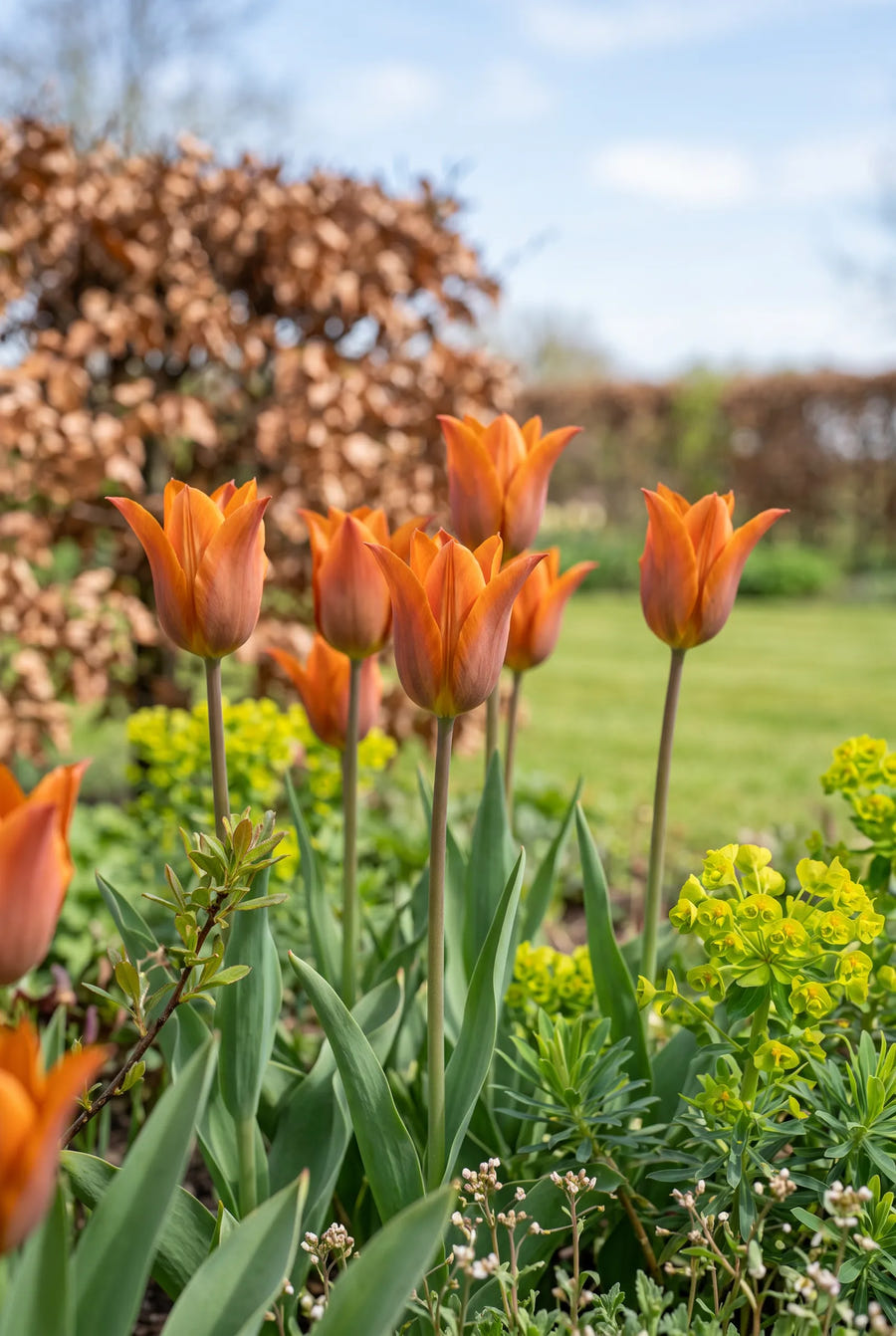 Tulipa Request — in de tuin