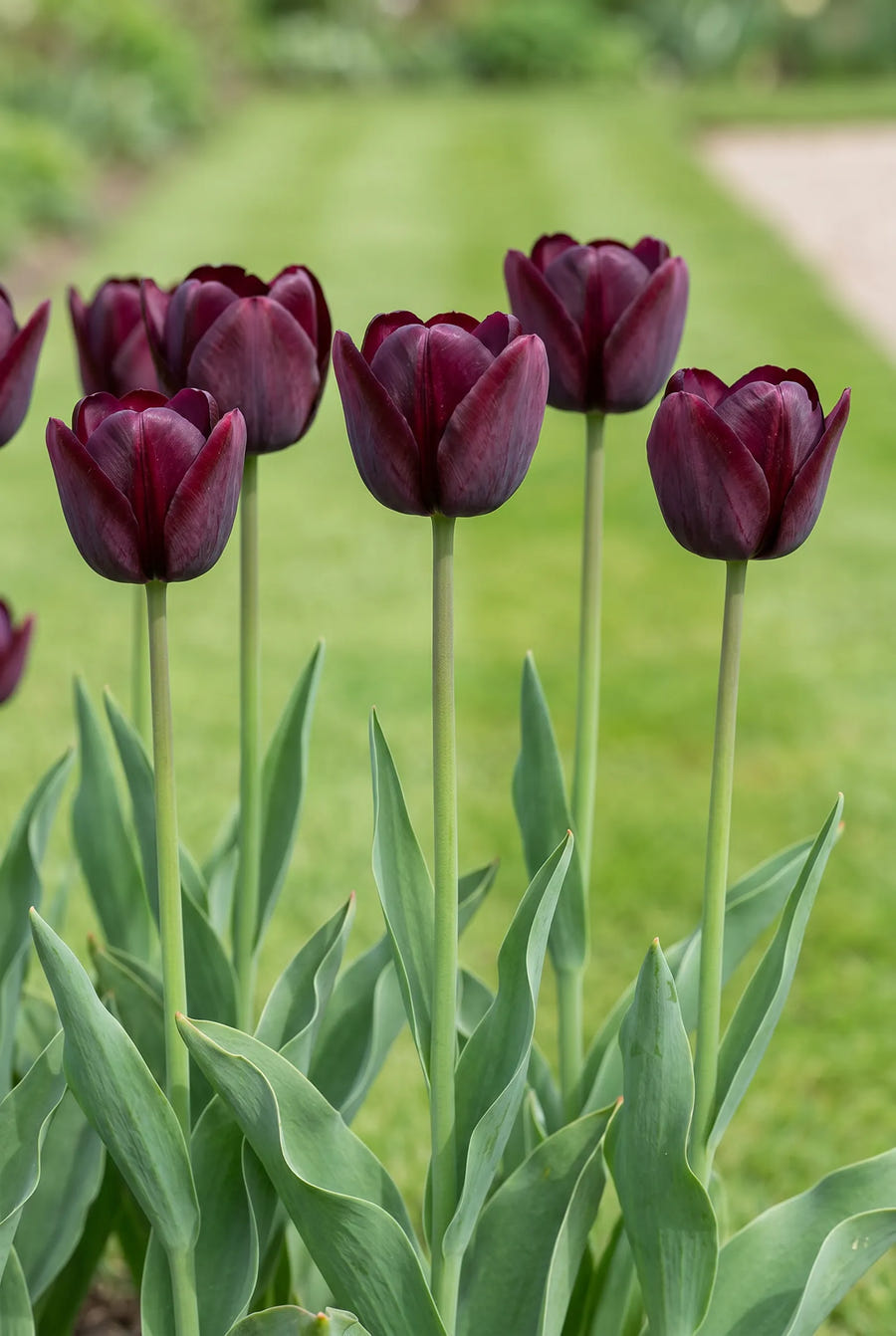 Tulipa Ronaldo — in de border