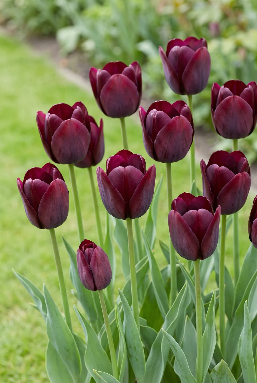 Tulipa Ronaldo — in de tuin
