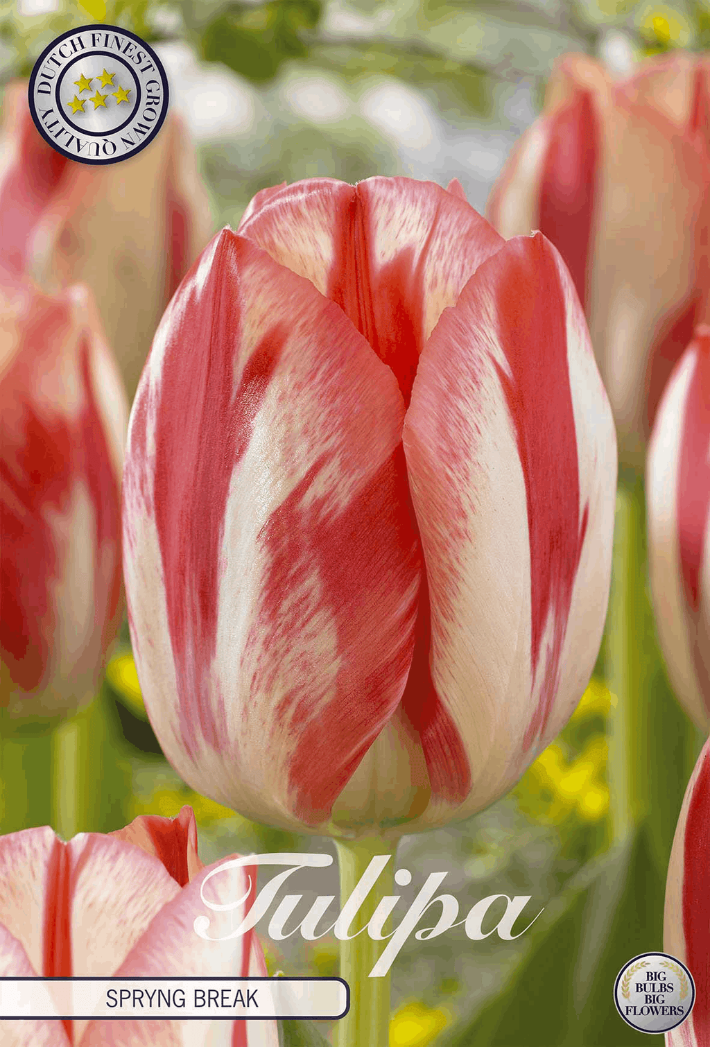 Tulipa Spryng Break - BLOM Garden capper image