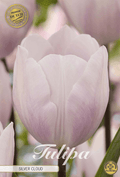 Tulipa Silver Cloud