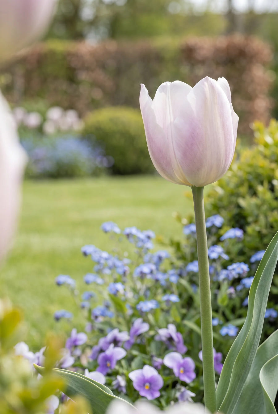 Tulipa Silver Cloud — close-up van de bloem