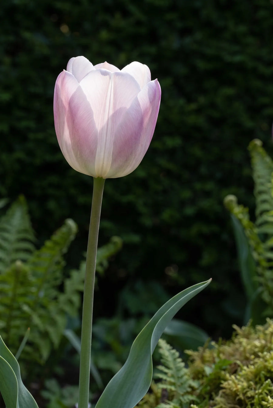 Tulipa Silver Cloud — sfeerbeeld