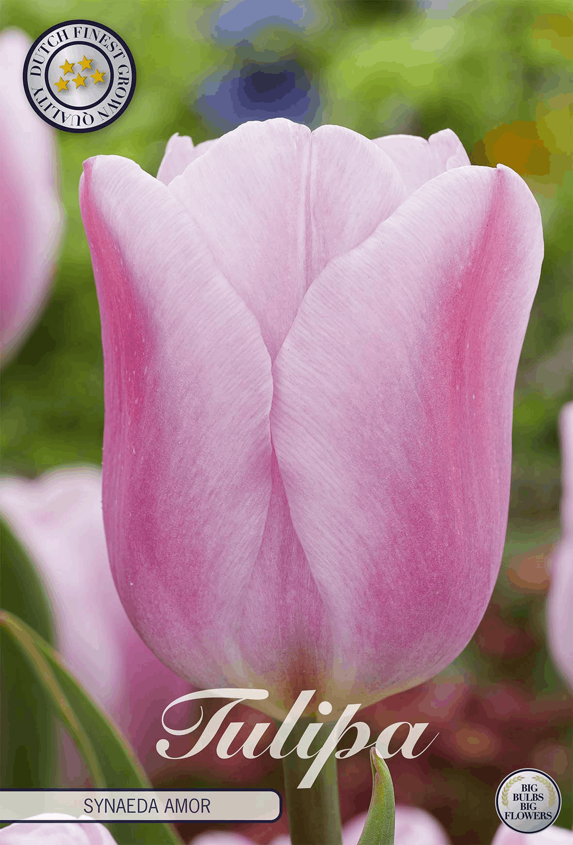 Tulipa Synaeda Amor