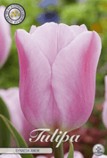 Tulipa Synaeda Amor
