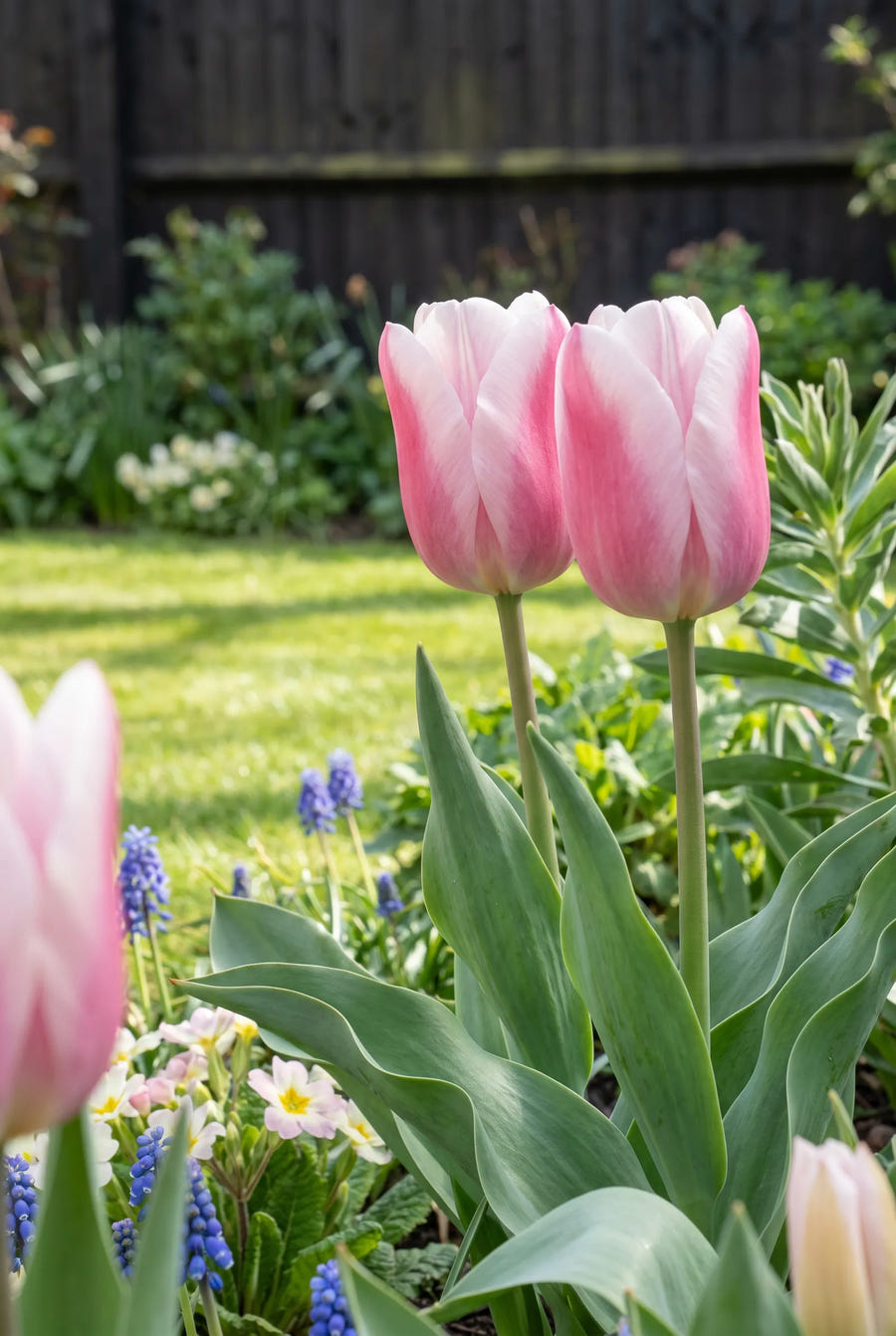 Tulipa Synaeda Amor — close-up van de bloem