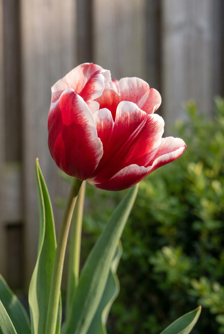 Tulipa Timeless — sfeerbeeld