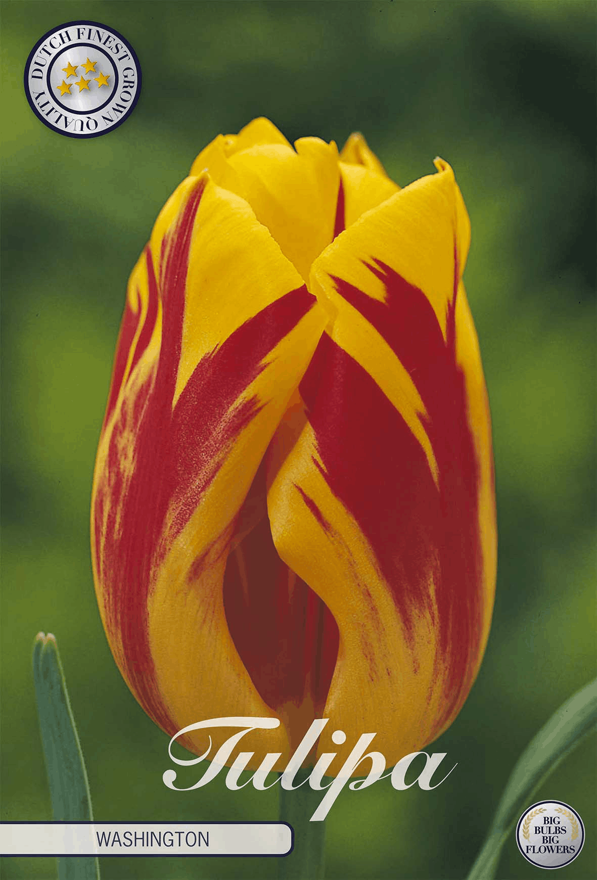 Tulipa Washington