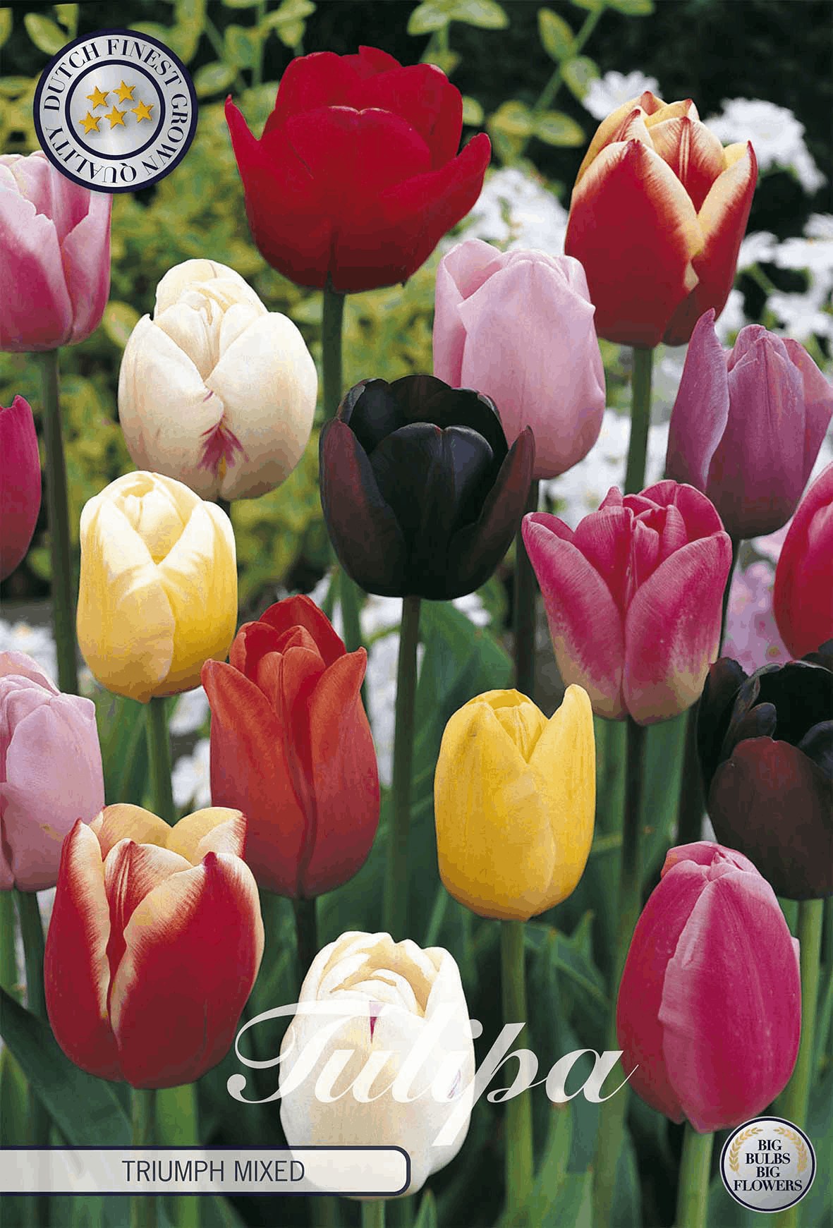 Tulipa Triumph gemischt