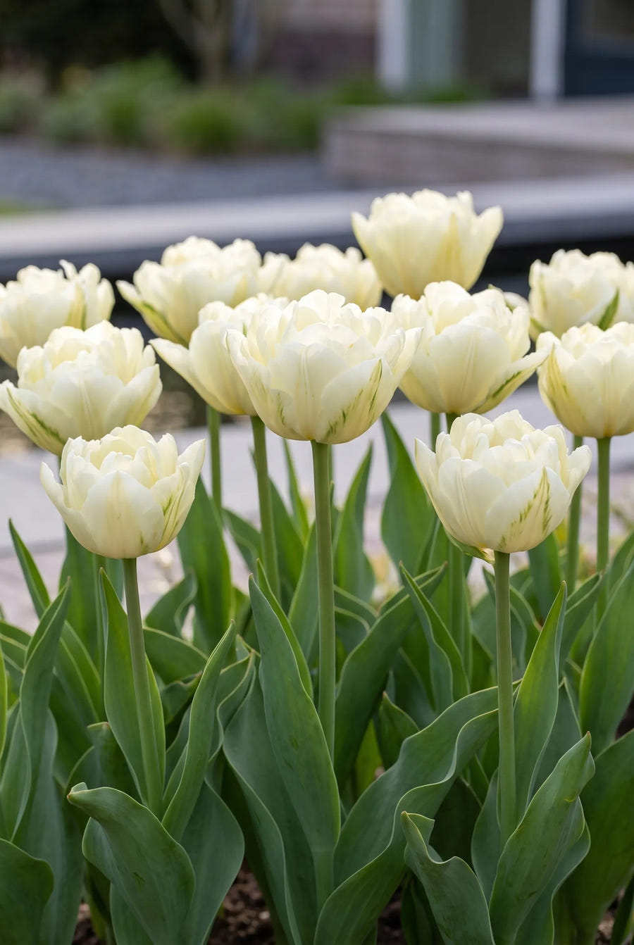 Tulipa Exotic Emperor — groep in de tuinborder