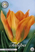 Tulipa Orange Emperor