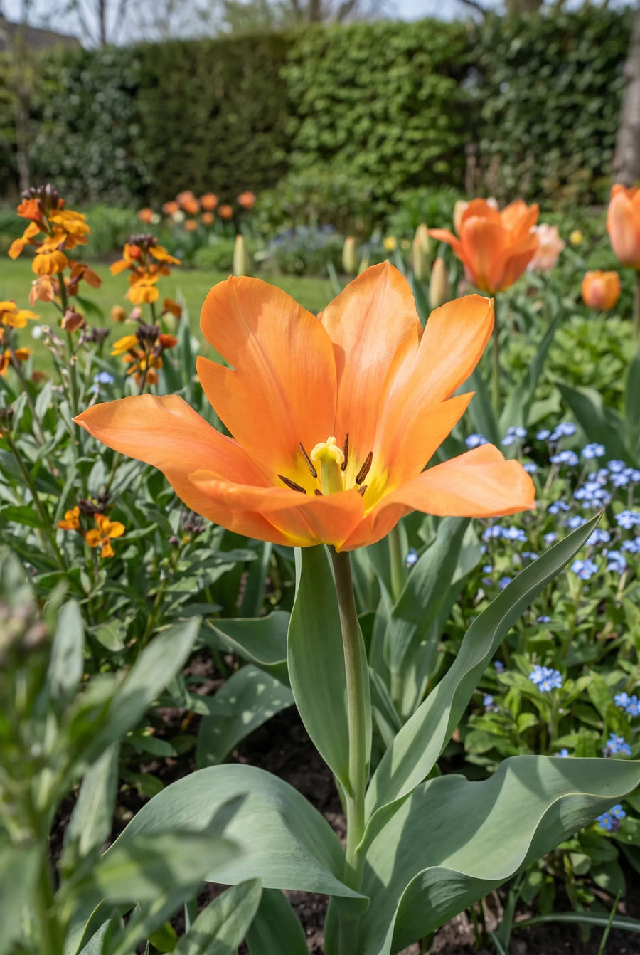 Tulipa Orange Emperor — close-up van de bloem