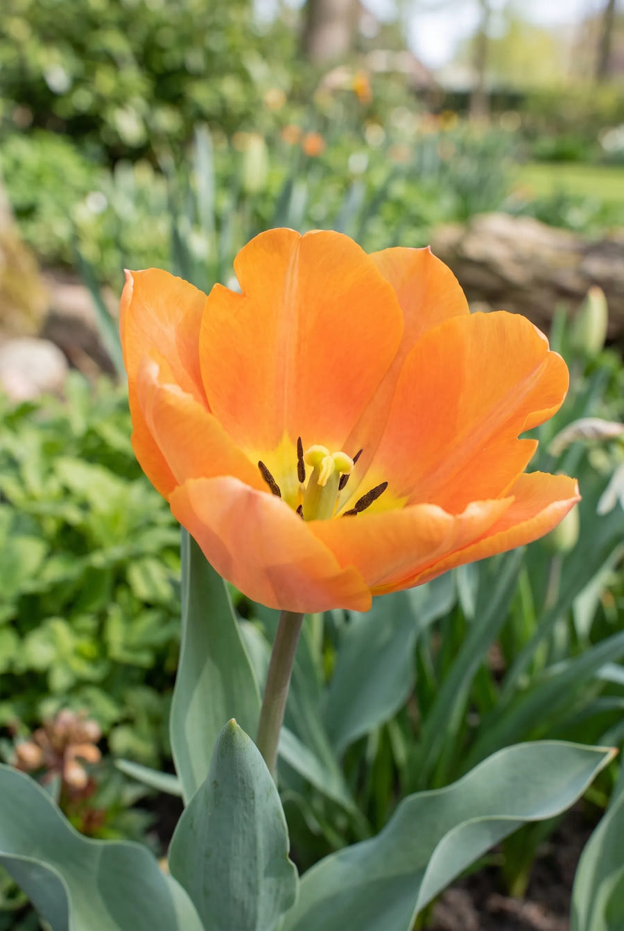 Tulipa Orange Emperor — hart van de bloem