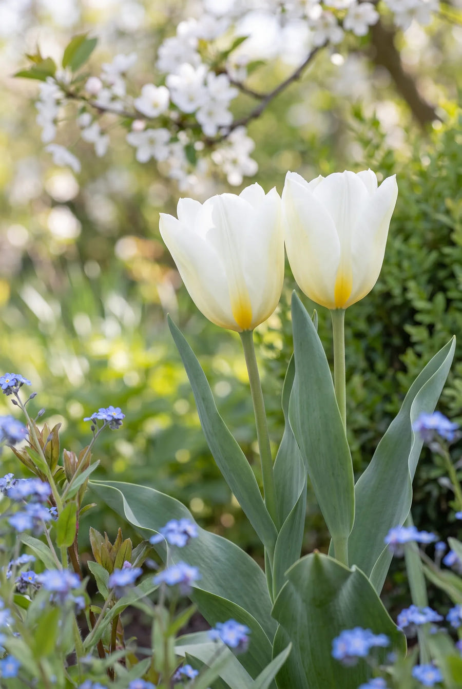Tulipa Purissima — close-up van de bloem