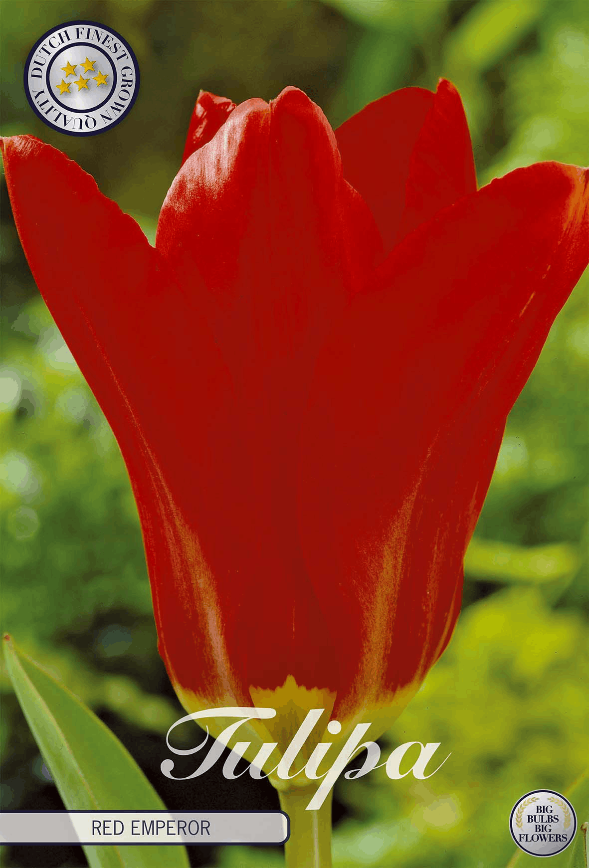 Tulpe Red Emperor