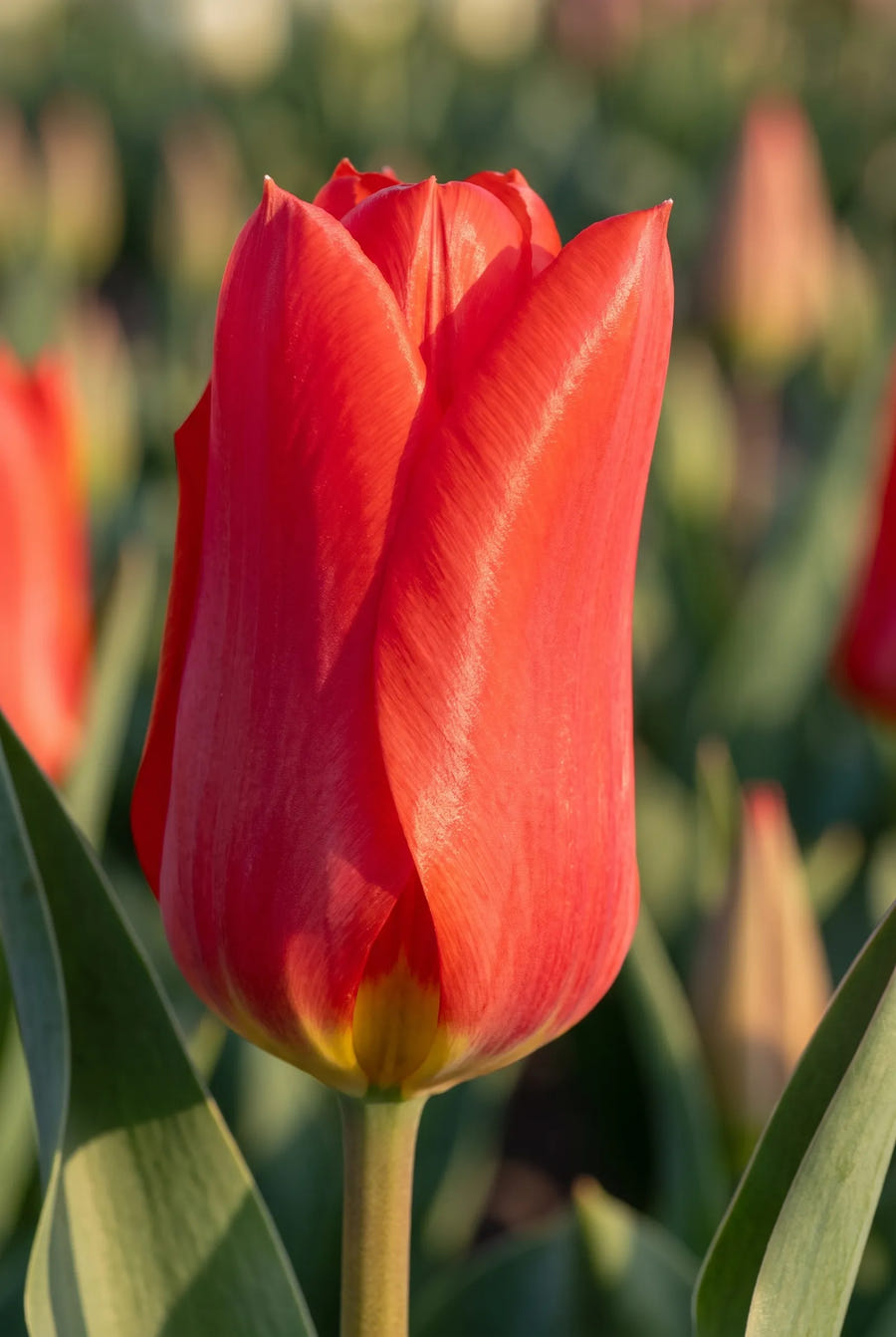 Tulipa Red Emperor — close-up van de bloem