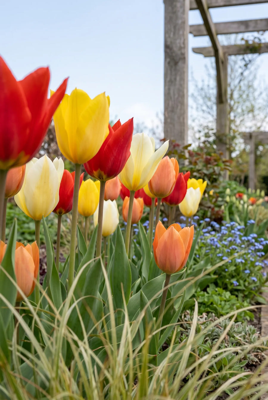 Tulipa Fosteriana Mix — in de tuin