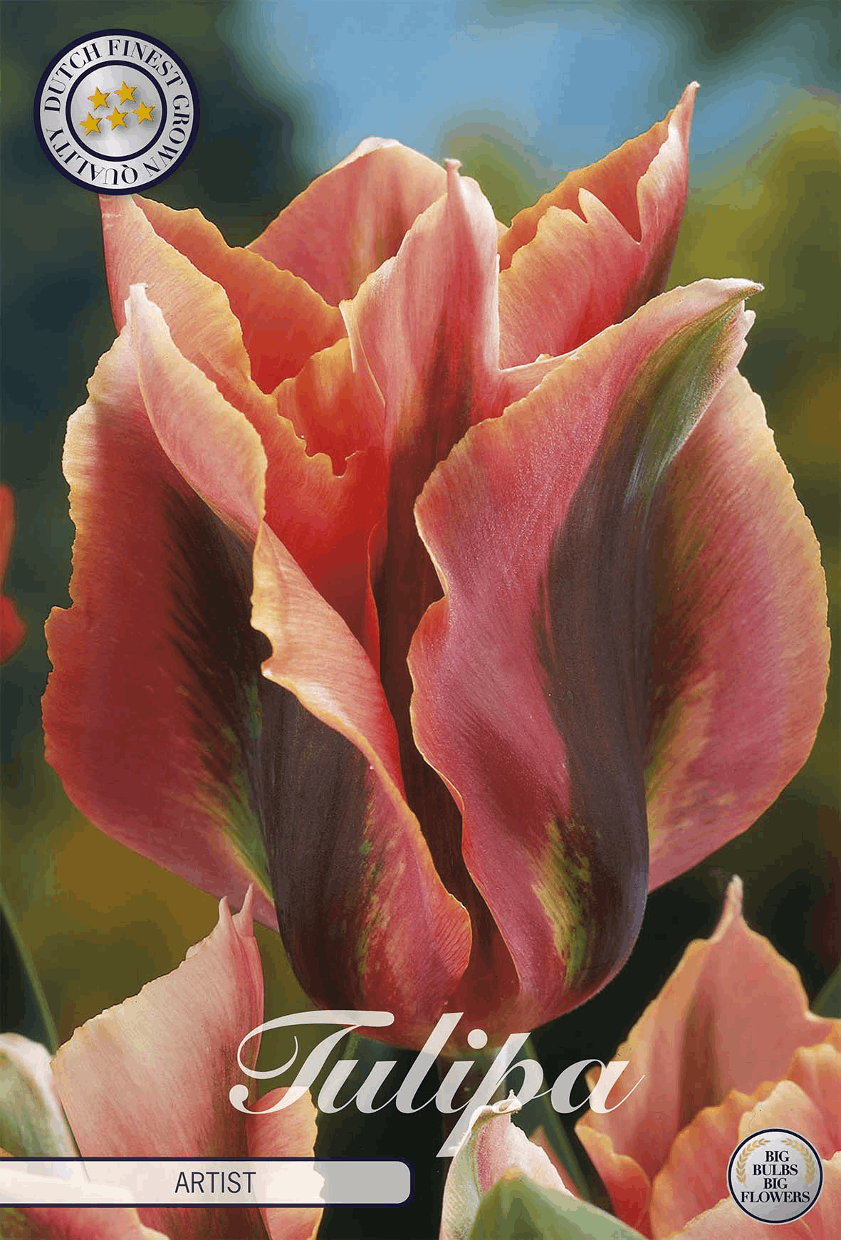 Tulipa Artist