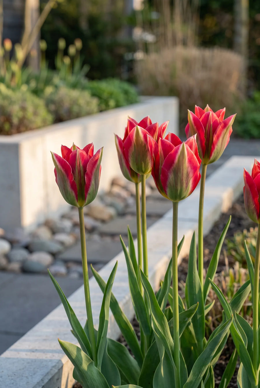 Tulipa Esperanto — in de border