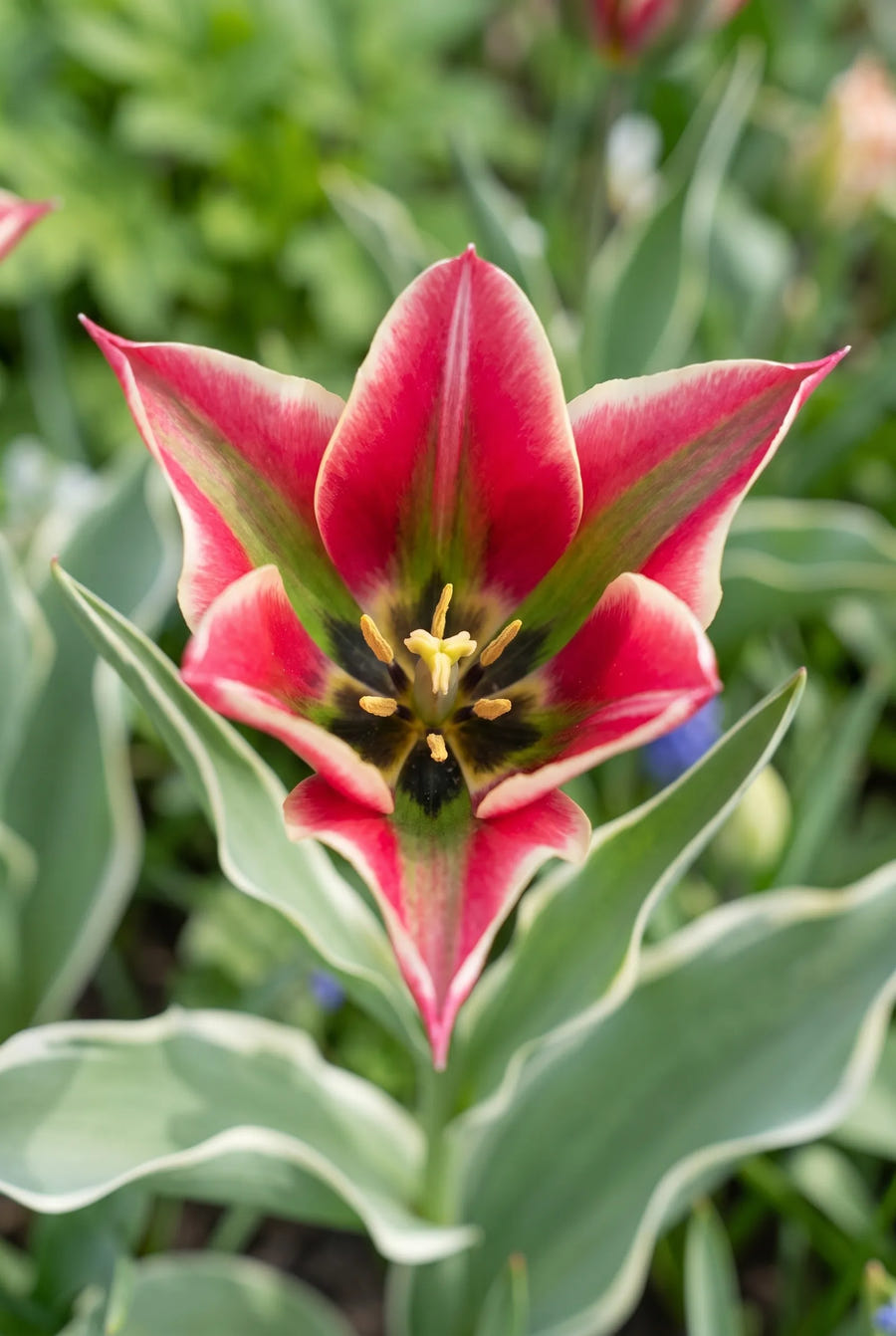 Tulpe Esperanto, Herz der Blüte