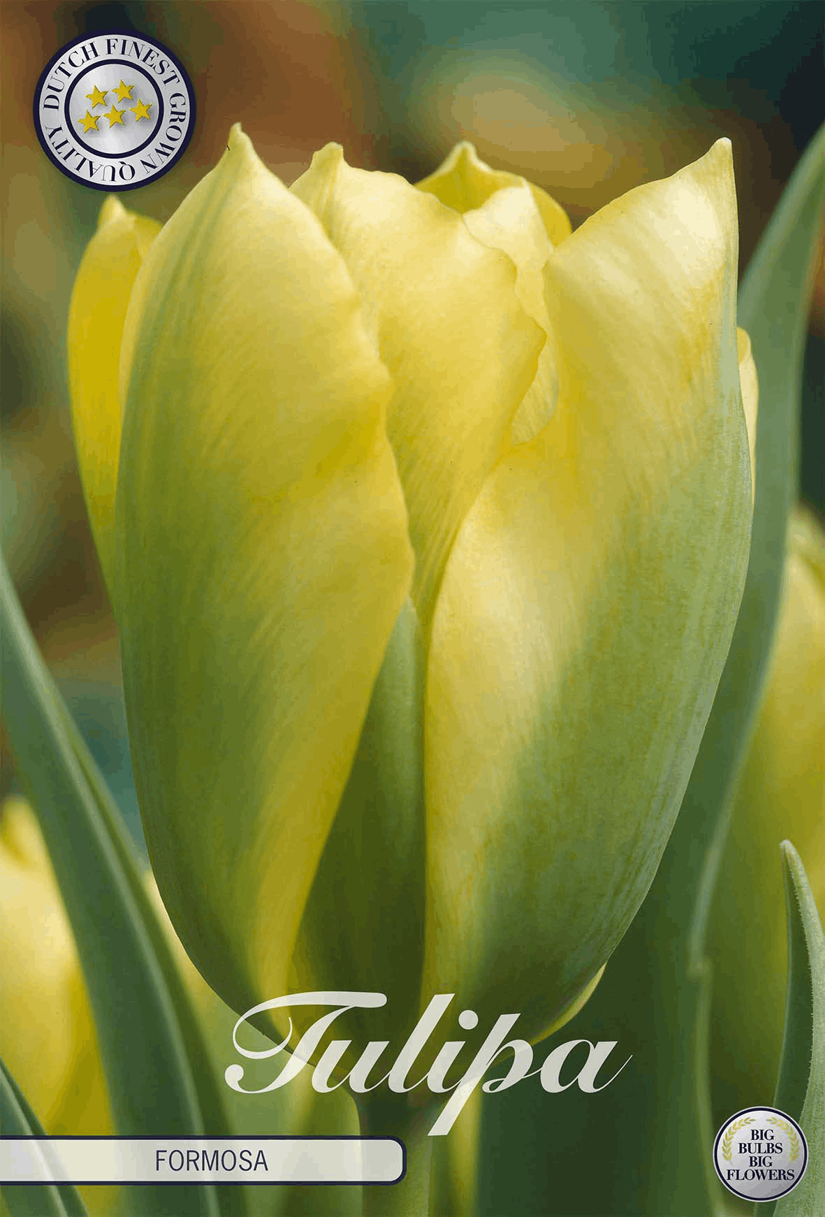 Tulipa Formosa