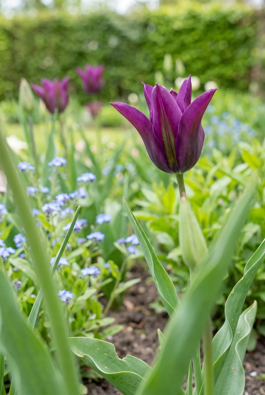 Tulipa Purple Doll — close-up van de bloem