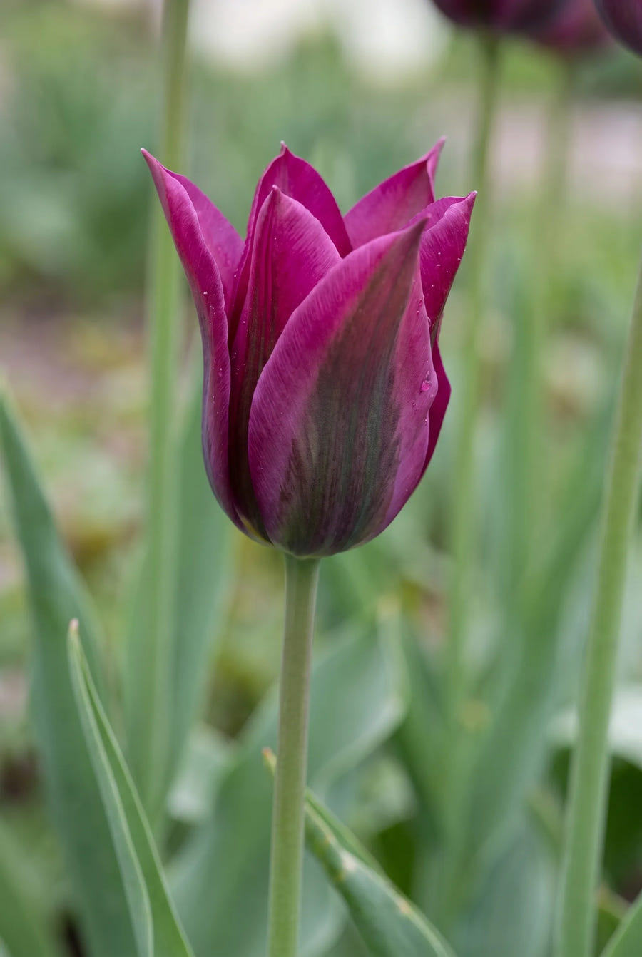 Tulipa Purple Doll — close-up van de bloem