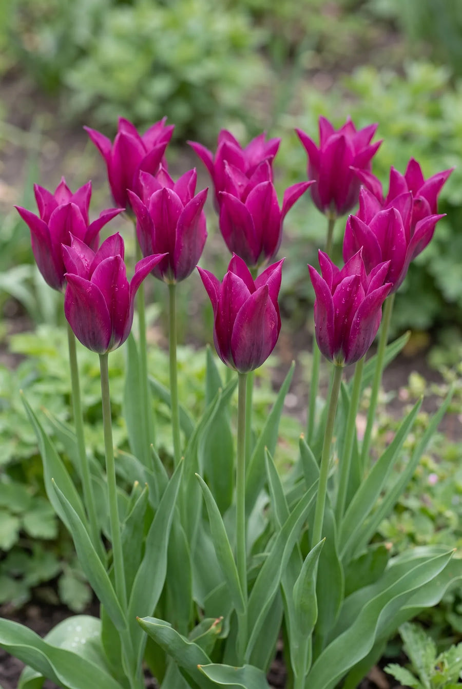 Tulipa Purple Doll — in de tuin