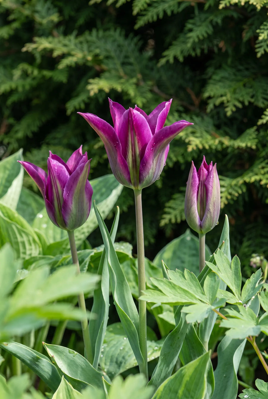 Tulpe Purple Doll, Stimmungsbild