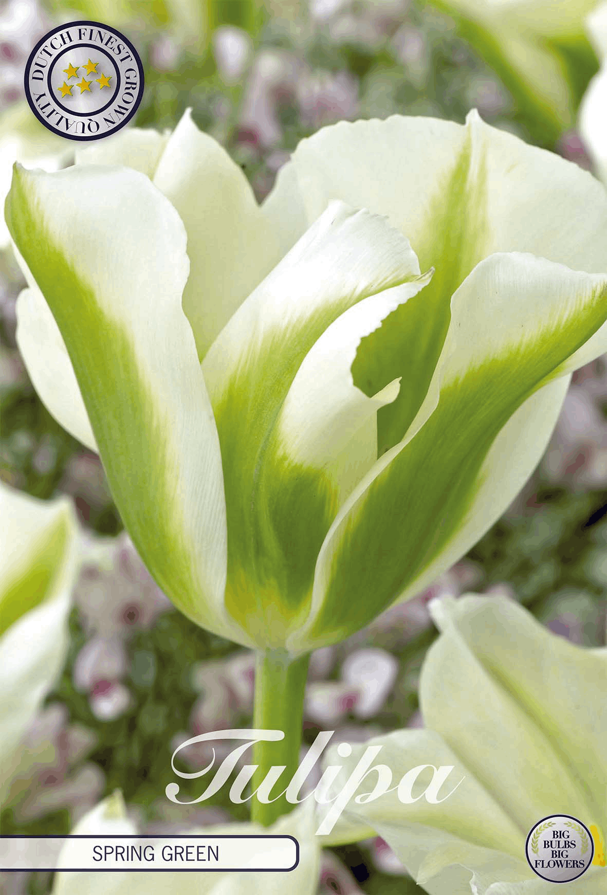 Tulipa Spring Green