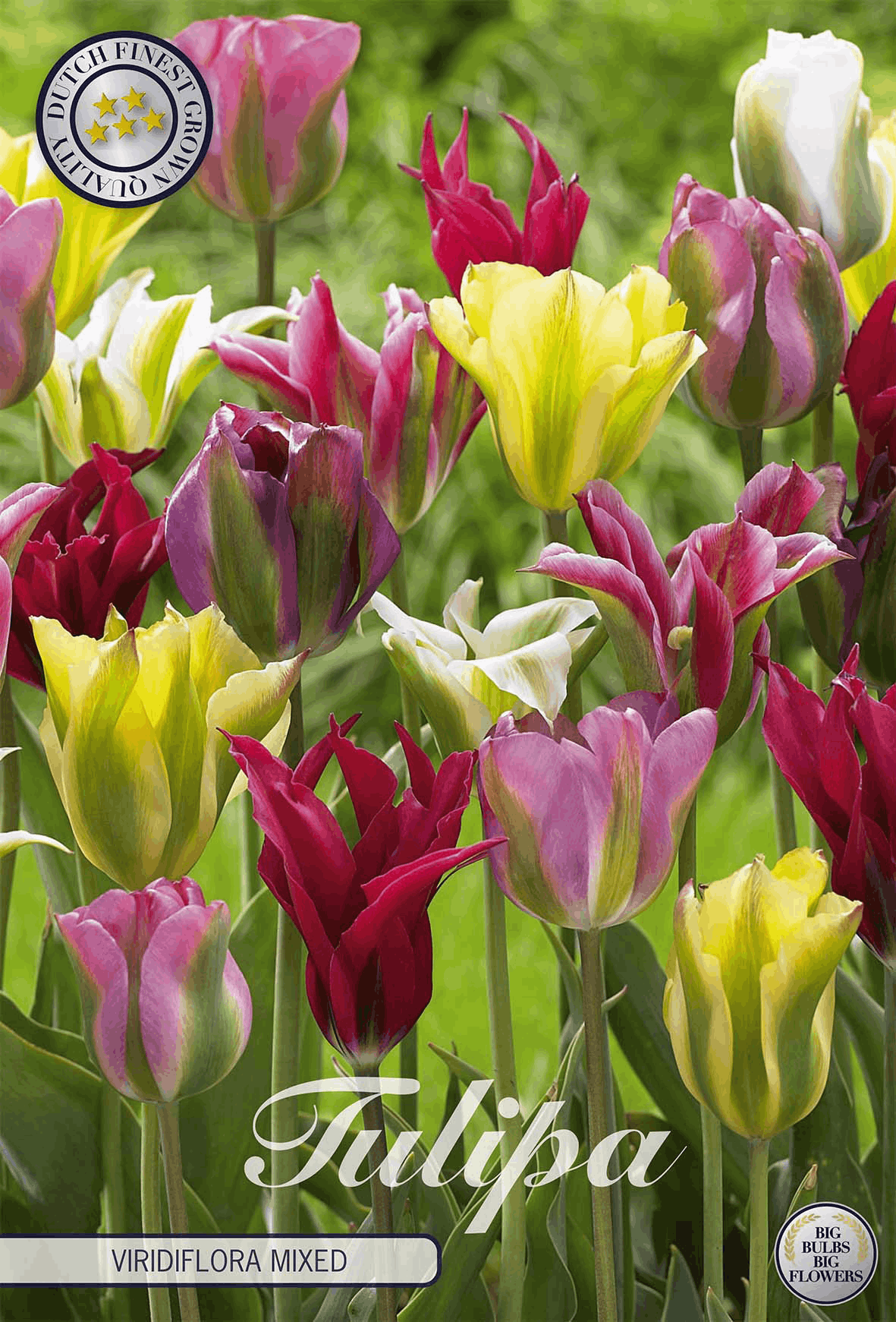Tulipa Viridiflora-Mischung