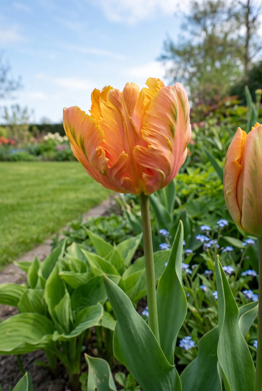 Tulipa Amazing Parrot — close-up van de bloem