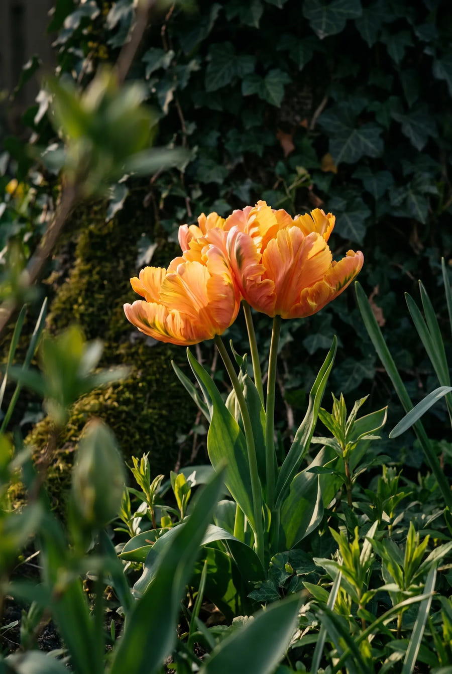 Tulpe Amazing Parrot, Stimmungsbild