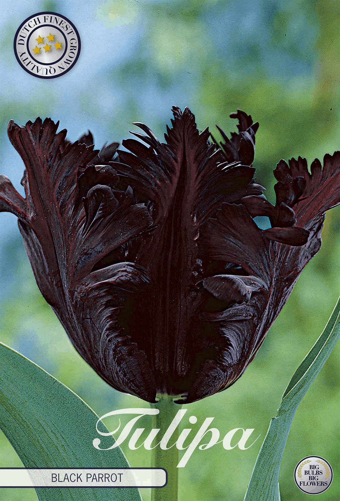 Tulipa Black Parrot