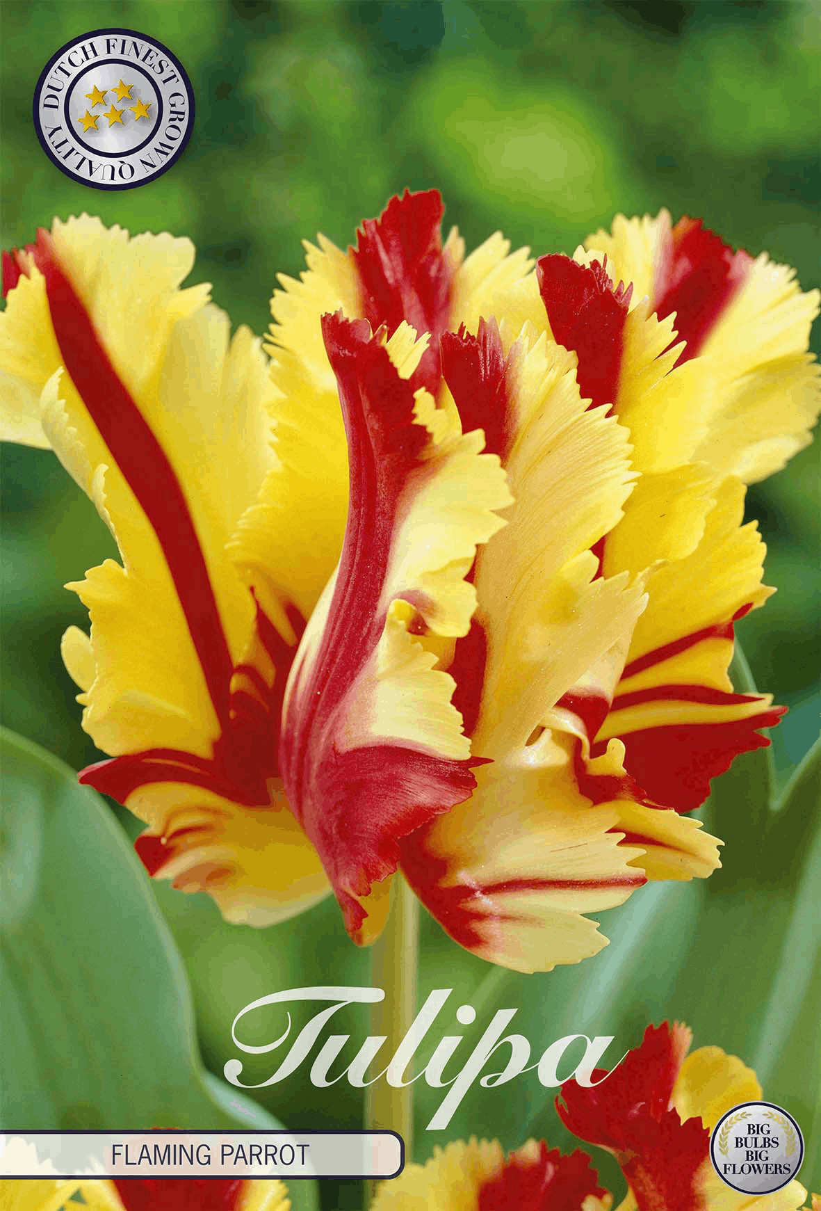 Tulipa Flaming Parrot