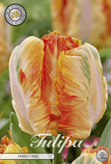 Tulipa Parrot King