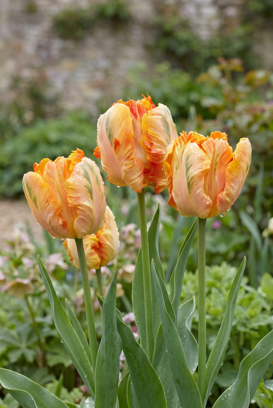 Tulipa Parrot King — in de border